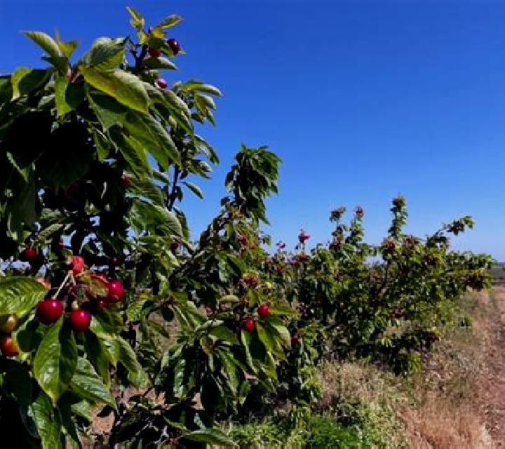 Cayetana Abanades escort