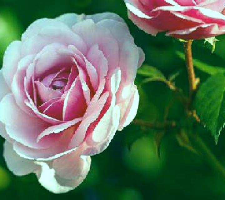 Diana 3 Sada escort