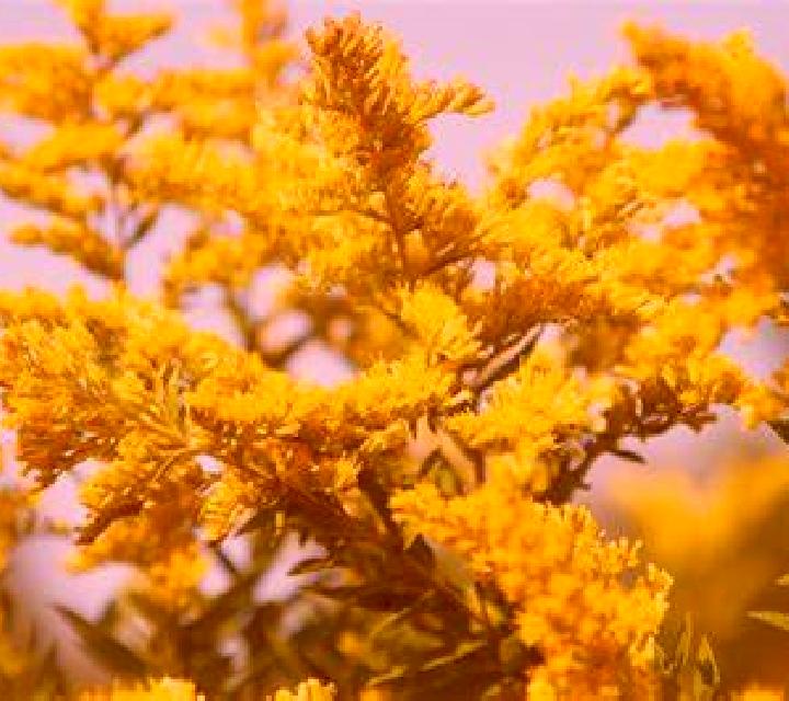 Isabella Chapineria escort