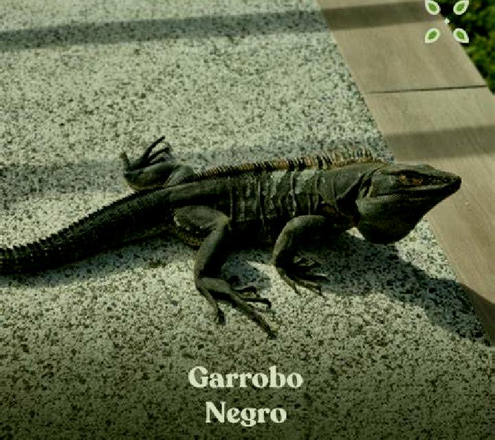 Olivia 3 Cerceda escort