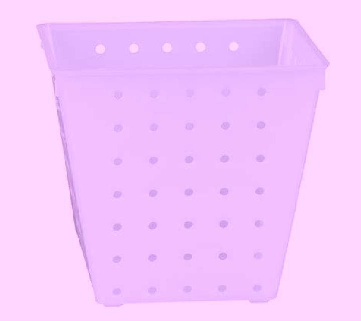 Rosa Boiro escort