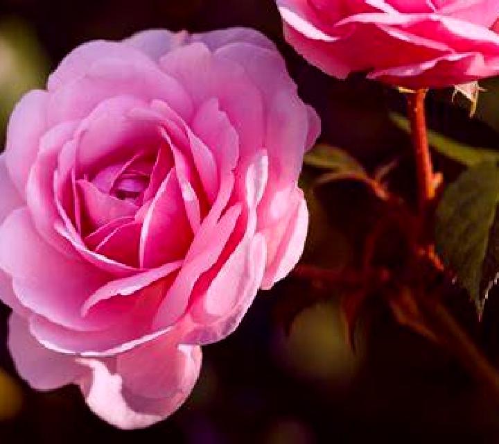 Rosa Galapagar escort